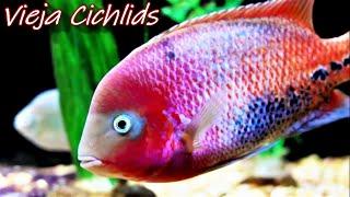 Vieja fish are one of the Most Colorful Fish in the world [a Must See Video!]