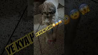 Russian Banda #viralvideo #facts #trending #shihtzu #dog#doglover #shihtzulove