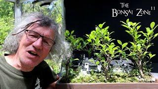 My Chinese Village Penjing, The Bonsai Zone, June 2024