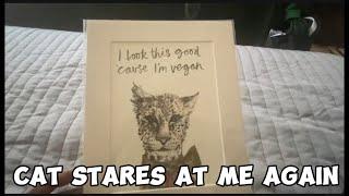 Cat stares at me again | why do you keep staring at me