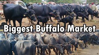 Biggest Buffalo Market Tamil Nadu | Tuesday #buffalomarket #cowmarket #cattlemarket #tamilvlog #sstv