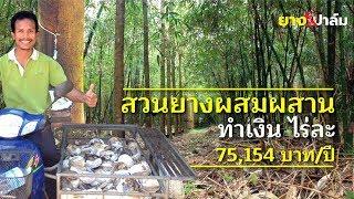 "สวนยางผสมผสาน" ทำเงิน 75,154 บาท/ไร่ l ยางปาล์ม