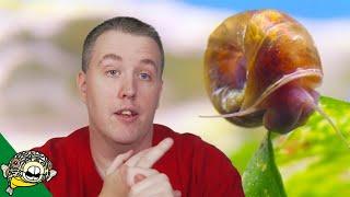 How Do I Get Rid of Snails in my Fish Tank?