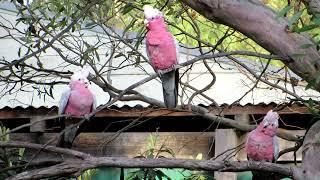 Hungry Pink and Grey Galah chicks