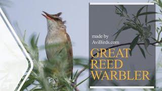 Great Reed Warbler [Acrocephalus Arundinaceus]