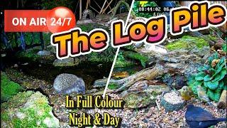  LIVE Nature from the Lincolnshire Wildlife Garden - Full colour day and night