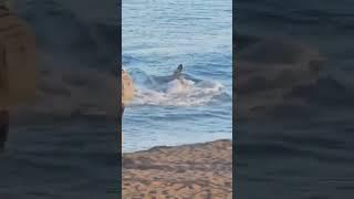  Tiburón sorprende a turistas en playa de Canarias | #shorts
