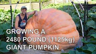 Growing a 2480 pound (1125kg) Giant Pumpkin