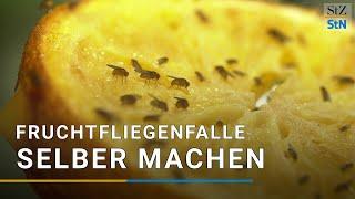 Fruchtfliegenfalle selber machen [DIY]