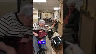 The Soul of a Saint Bernard: Watch the Joy He Brings! #shorts #dogshorts #heartwarmingmoments