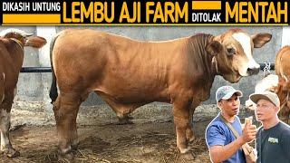 Jarang Ada !! Belum Tentu Ada Sapi Brahman Model Sepeti Ini !! Lembu Aji Farm Sampai Kepincut !!