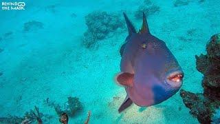 Dahab Underwater Diving