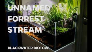 Blackwater, biotope aquarium - open top aquarium with plants above water