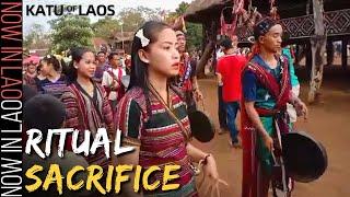 The People of Laos Who Still Practice RITUAL SACRIFICE | Now in Lao