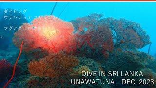 ADR Diving in Unawatuna, Sri Lanka 2023 Dec. Last dive - Wreck, Reef Diving Guided by Pufferfish 