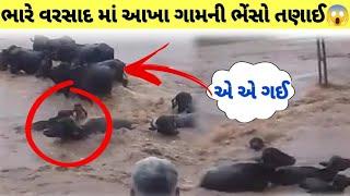 ભારે વરસાદ માં ભેંસો ગઈ એક સાથે આટલી baffaloo enjoy watermy villege rain હવામાન સમાચાર