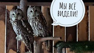 Кто попался в ловушку? Совам неясностям всё ясно! Сове Ёлке насыпали снегу