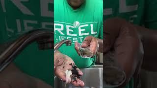 Puget Sound Squid - Cleaning Tips