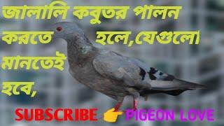 জালালি কবুতর পালনের  গুরুত্বপূর্ণ বিষয় | important matter for Rock pigeon nursing