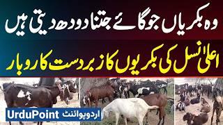 Goat Farming Business Plan - Goat Farming Business in Pakistan - Kon Si Breed Ziyada Milk Deti Hai