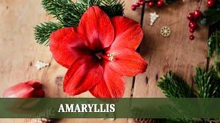 Ansprüche und Pflege der Amaryllis - So blüht sie jedes Jahr!