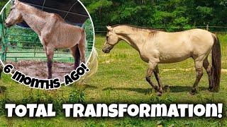 Skinny Senior Horse Overcomes The Odds! Ziggy Update