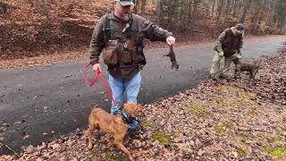 Squirrel Hunting With Dogs