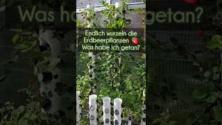 #Hydroponik #Erdbeeren #wurzeln #Wurzeln schlecht. Mehr Infos im Kommentar #garten #hydrotower