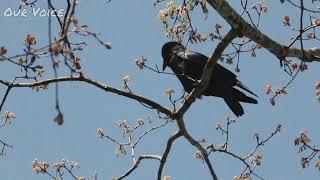 American crow sounds