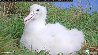 Royal Albatross~Cute Closeups of an  almost pure white SP chick~12:56 PM 2023/04/19