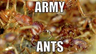 Army ants. - Biodiversity Shorts #16