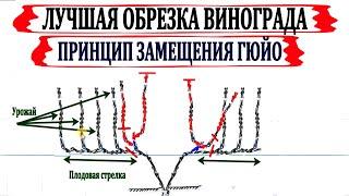  Обрезка винограда по Гюйо. Лучшая обрезка для поддержания высокого урожая и выбраной формы куста.