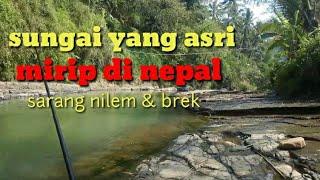 mancing nilem di sungai medono kaliwiro.umpan lumut sutra. target nilem dan brek.