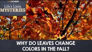 Why Do Leaves Change Colors in the Fall?