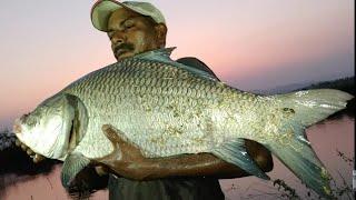 Unbelievable Big King Size Katla fish Catching in River|Big katla & Rohu fish Catching in River