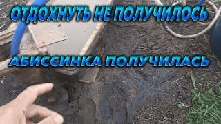 Абиссинка в Раменском