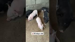  15 days old #khmer #piggy #pig #pigfood #lifestyle #animals #cambodia #pets #pet