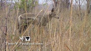 A side-striped jackal near Pretoriuskop Rest Camp in the Kruger National Park looking for its mate.