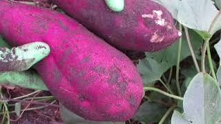 Grow and harvest of Japanese sweet potatoes