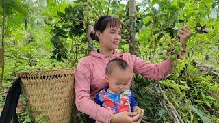 Mother goes with her son | Harvesting wild canarium fruit to sell at the market |Quan Van Truong