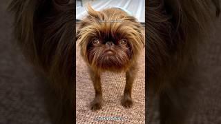 Brussels Griffon | Unique Human-like Facial Expressions