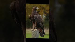 Top#5 Eagle's  #youtube #youtubeshorts #animal #cow #dogs #house #pet #pets #cat #viralvideo #top