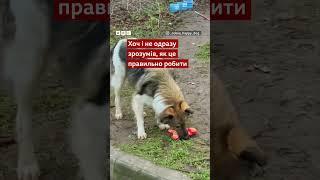 Безпритульному собаці в Одесі подарували його першу іграшку #shorts #одеса #собаки #добро
