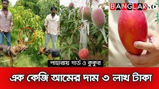 এক কেজি আমের দাম ৩ লাখ টাকা || Banglar১০/News ||