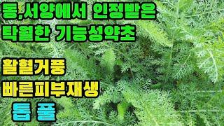 톱풀(일지호)―빠른 상처 치유와 피부세포의 재생에 탁월, 활혈의 작용으로 풍을 제거하며 고혈압, 심혈관 질환, 천식, 몸속 염증, 몸속 출혈, 손발 저림, 해독 효능의 강장약초