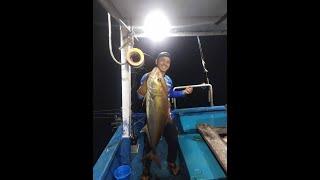 gruper amberjack boat nedjirah one 8-12 may 2024