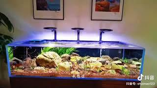 ZETLIGHT  F8 PRO the river bank aquarium aquascape