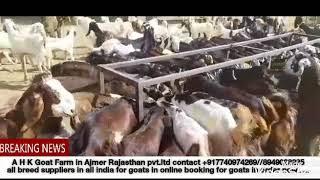 All breed suppliers in A H K Goat Farm in Ajmer Rajasthan pvt.ltd