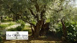 The Olive Tree  9 - Paul Calvert