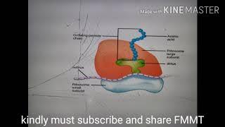 Ribosome